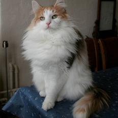 Norsk Skovkat Klan Elliott's Bit of Honey