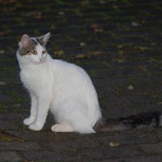 Blanding af racer Faith