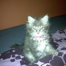 Maine Coon Ziva. Død 31 jan. 2010