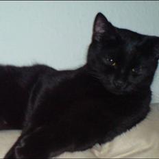 Blanding af racer Zippo