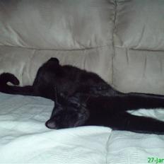 Blanding af racer Zippo