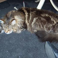 Maine Coon Løve Hulen's Lakoma