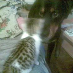 Huskat Kalluah