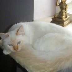 Hellig Birma Drøgemùller Alexander