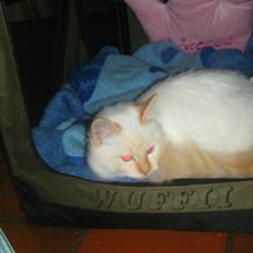 Hellig Birma Drøgemùller Alexander