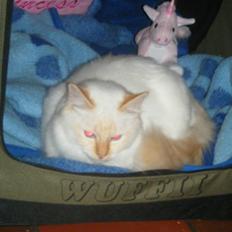 Hellig Birma Drøgemùller Alexander