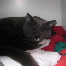 Blanding af racer Joe (R.I.P)