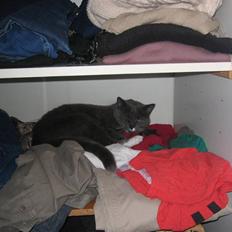 Blanding af racer Joe (R.I.P)