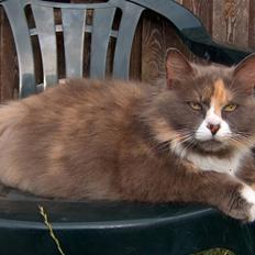 Blanding af racer Gråmis