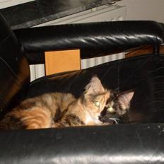 Maine Coon Jessie * R.I.P * †