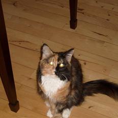 Maine Coon Jessie * R.I.P * †