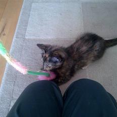 Huskat Zuki * R.I.P * †