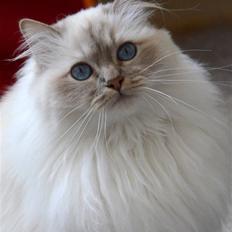 Hellig Birma DeLaCour's Blanchefleur