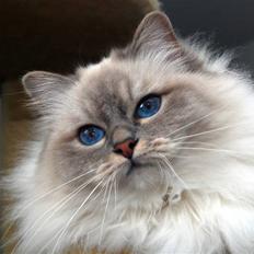 Hellig Birma DeLaCour's Felicienne