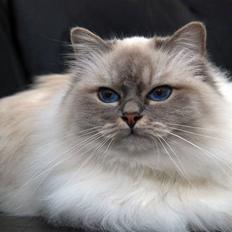 Hellig Birma DeLaCour's Felicienne