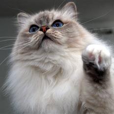 Hellig Birma DeLaCour's Felicienne