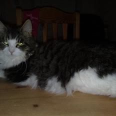 Blanding af racer Bamse