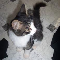 Blanding af racer Bamse