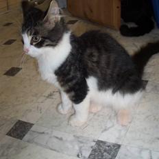 Blanding af racer Bamse