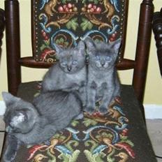 Blanding af racer Luna