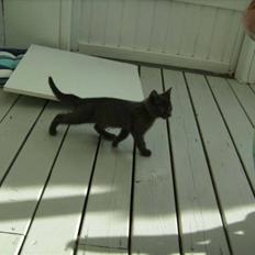 Blanding af racer Luna