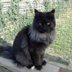 Maine Coon semi