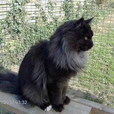 Maine Coon semi