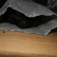 Huskat Sorte Per (babyen)