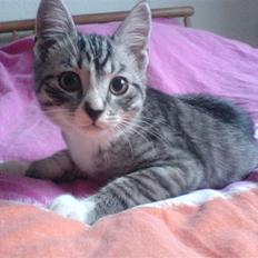 Huskat Basse´s bastian