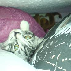 Huskat Basse´s bastian