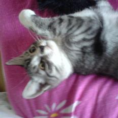 Huskat Basse´s bastian