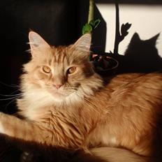 Maine Coon Messi 
