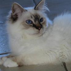 Hellig Birma Luke Skywalker