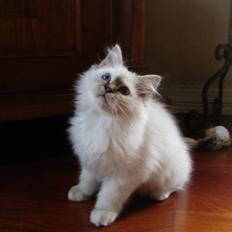 Hellig Birma Luke Skywalker