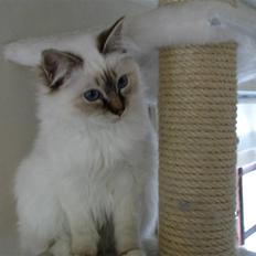 Hellig Birma Luke Skywalker