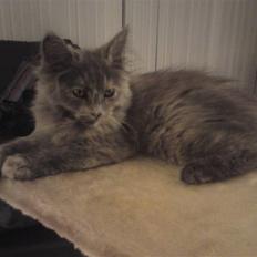 Blanding af racer Fie