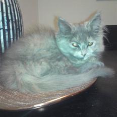 Blanding af racer Fie