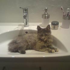 Blanding af racer Fie