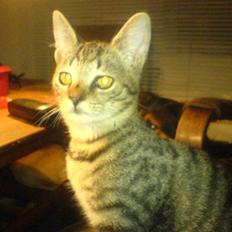 Huskat bette nøv R.I.P 17/11-"00