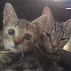 Huskat bette nøv R.I.P 17/11-"00