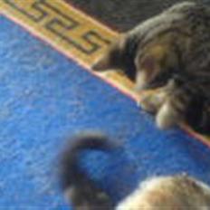 Huskat bette nøv R.I.P 17/11-"00