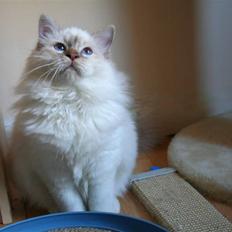 Hellig Birma silkesfantomens Hurricane