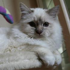 Hellig Birma silkesfantomens Hurricane