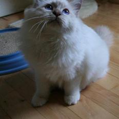 Hellig Birma silkesfantomens Hurricane