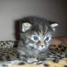 Blanding af racer Bella