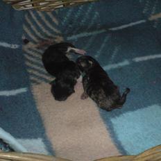 Blanding af racer Bella