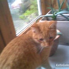 Huskat Sponki - R.I.P.