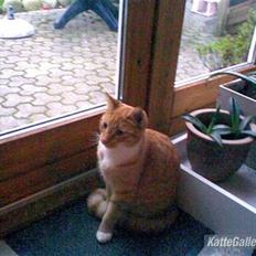 Huskat Sponki - R.I.P.