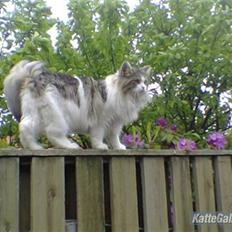 Blanding af racer Hugo