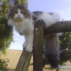 Blanding af racer Hugo